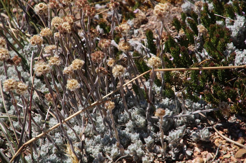 Helichrysum catipes photo 8