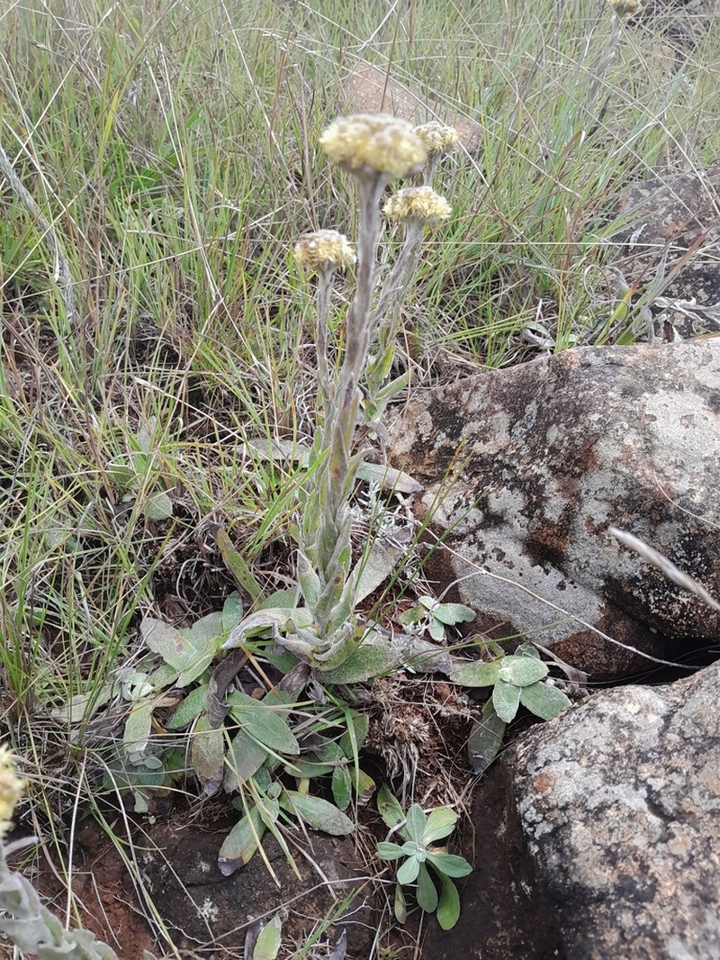Helichrysum cephaloideum photo 2