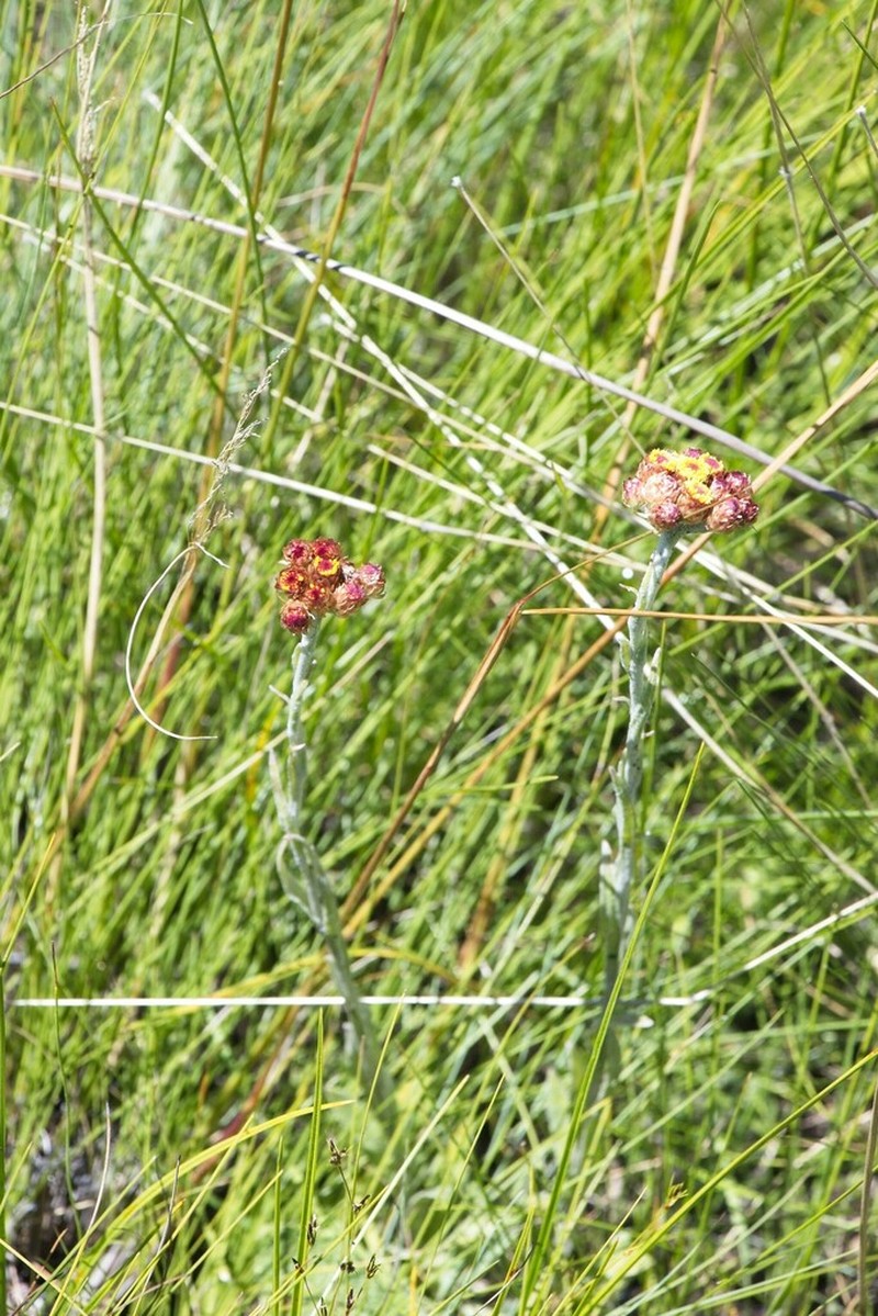 Helichrysum cephaloideum photo 3