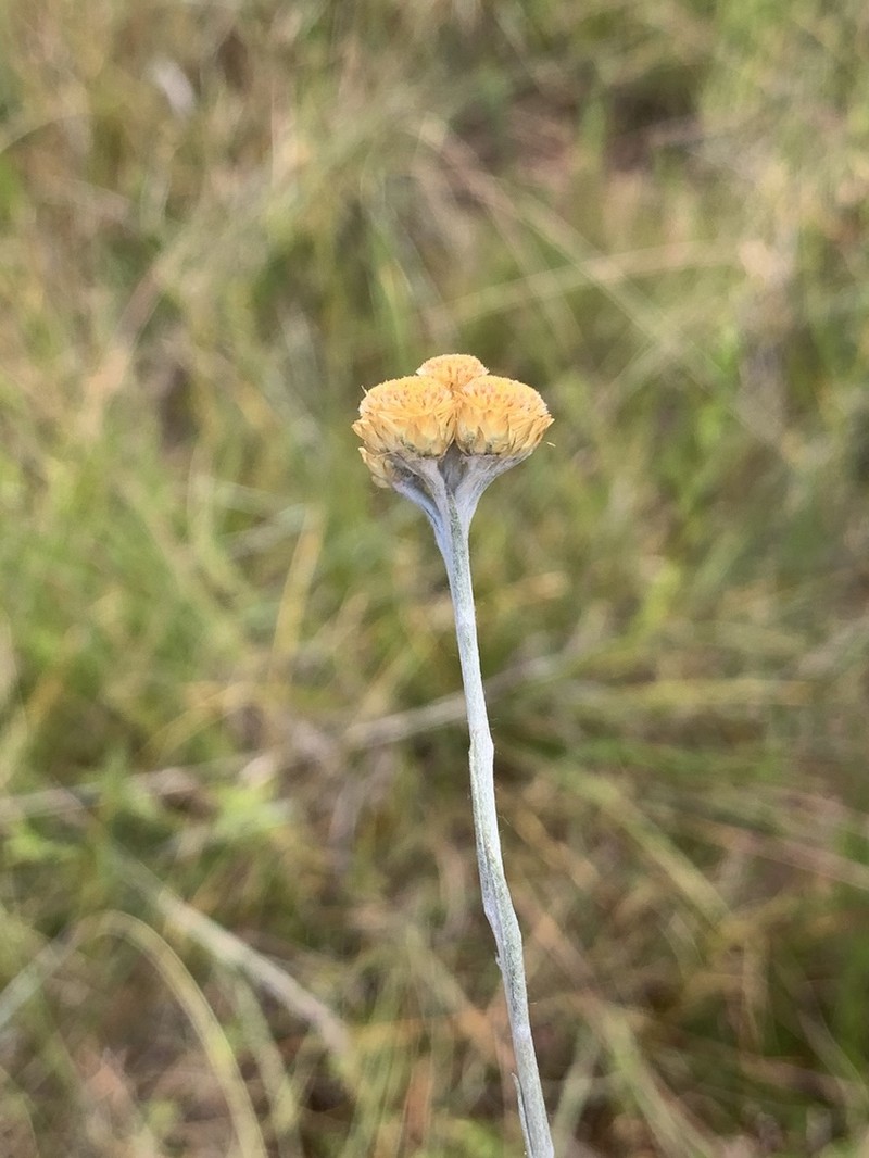Helichrysum cephaloideum photo 4