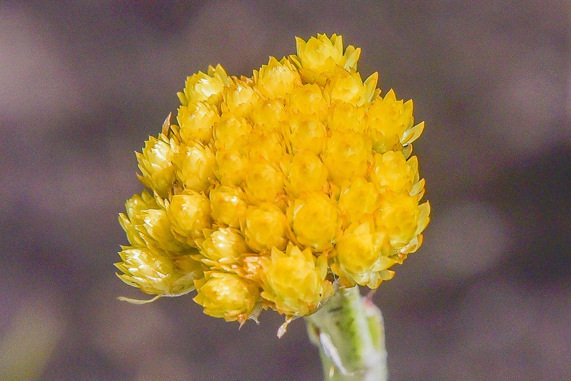 Helichrysum cephaloideum photo 5
