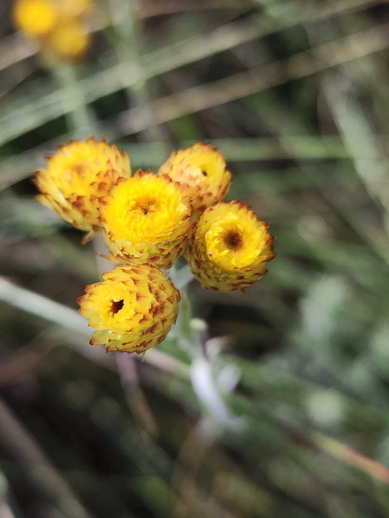 Helichrysum cephaloideum photo 6