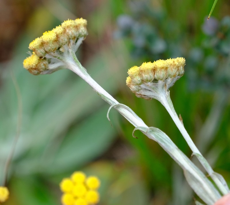 Helichrysum cephaloideum photo 7
