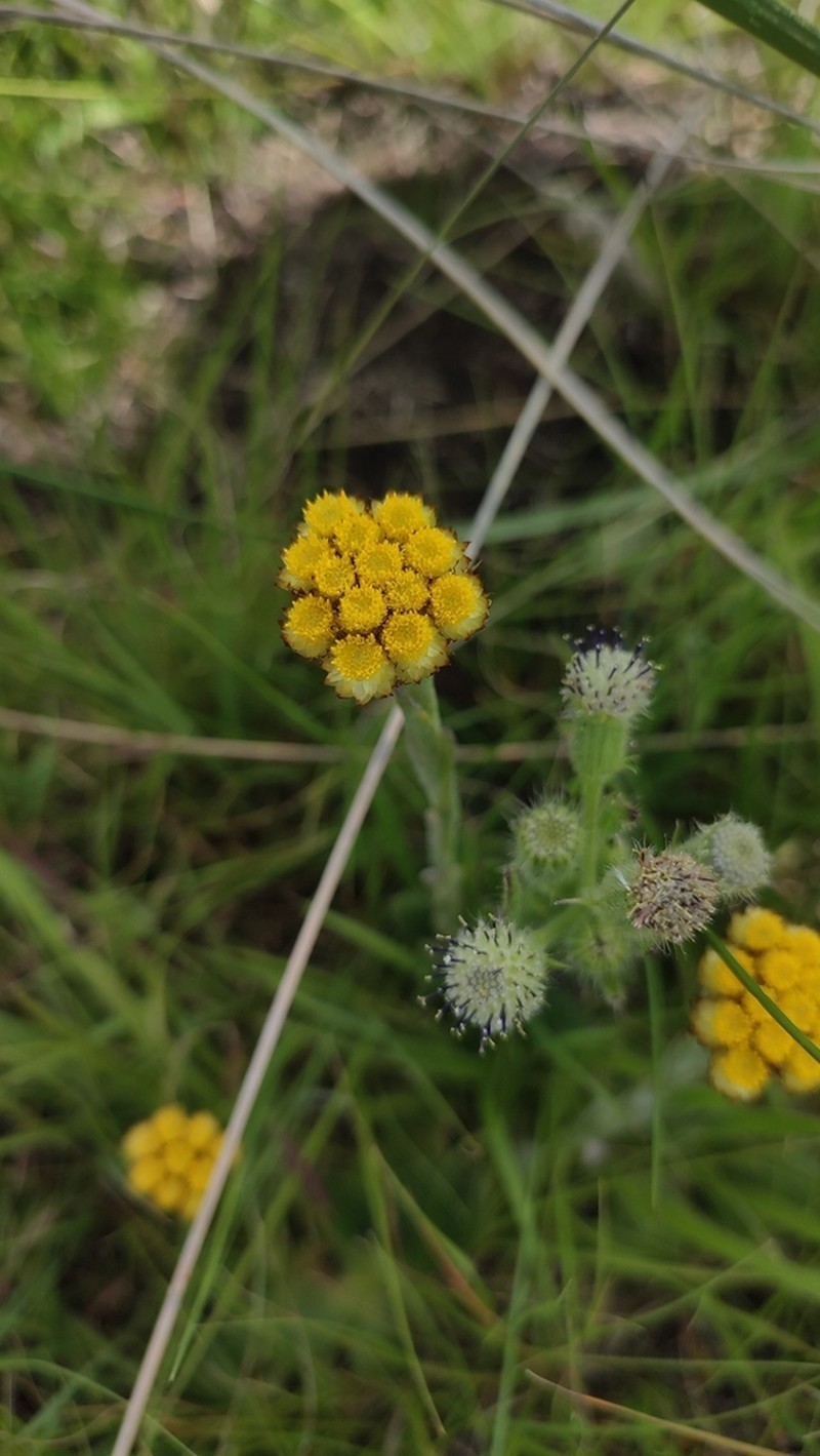 Helichrysum cephaloideum photo 8