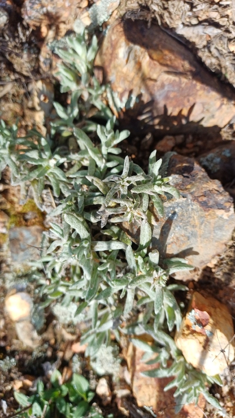 Helichrysum cerastoides