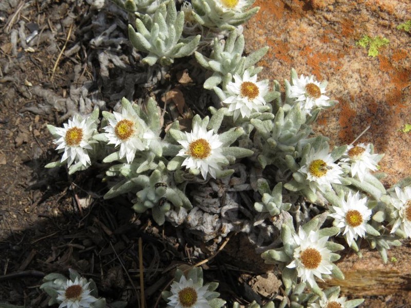Helichrysum cerastoides photo 2