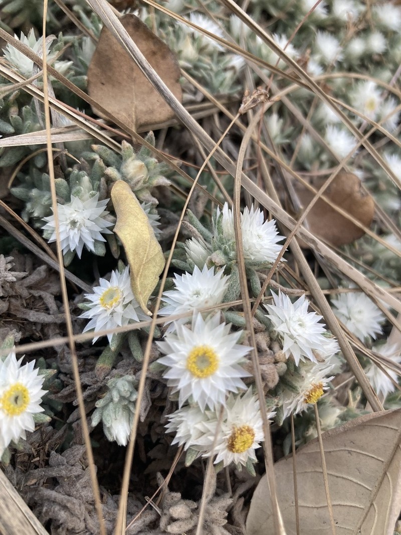 Helichrysum cerastoides photo 3