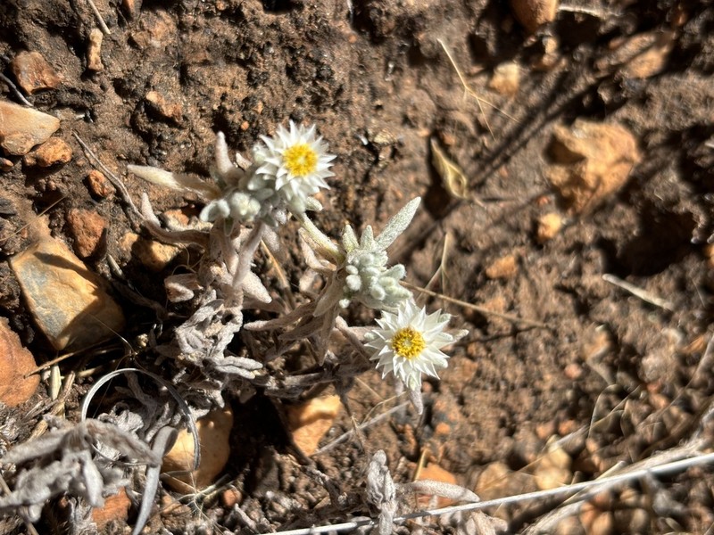 Helichrysum cerastoides photo 4