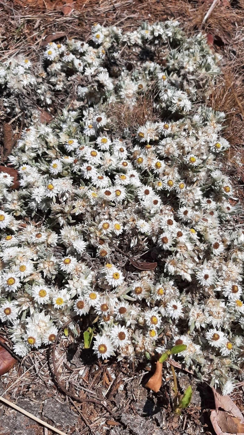 Helichrysum cerastoides photo 5