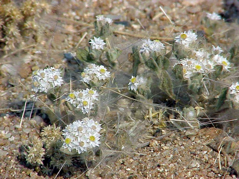 Helichrysum cerastoides photo 6