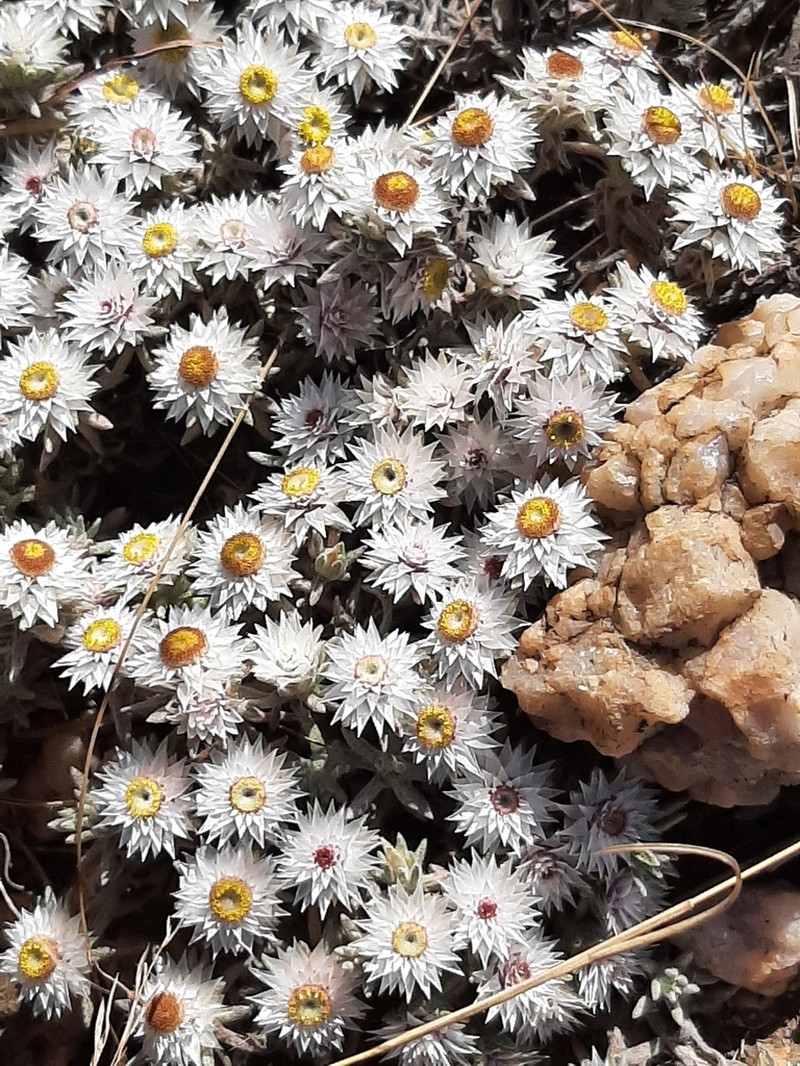 Helichrysum cerastoides photo 7