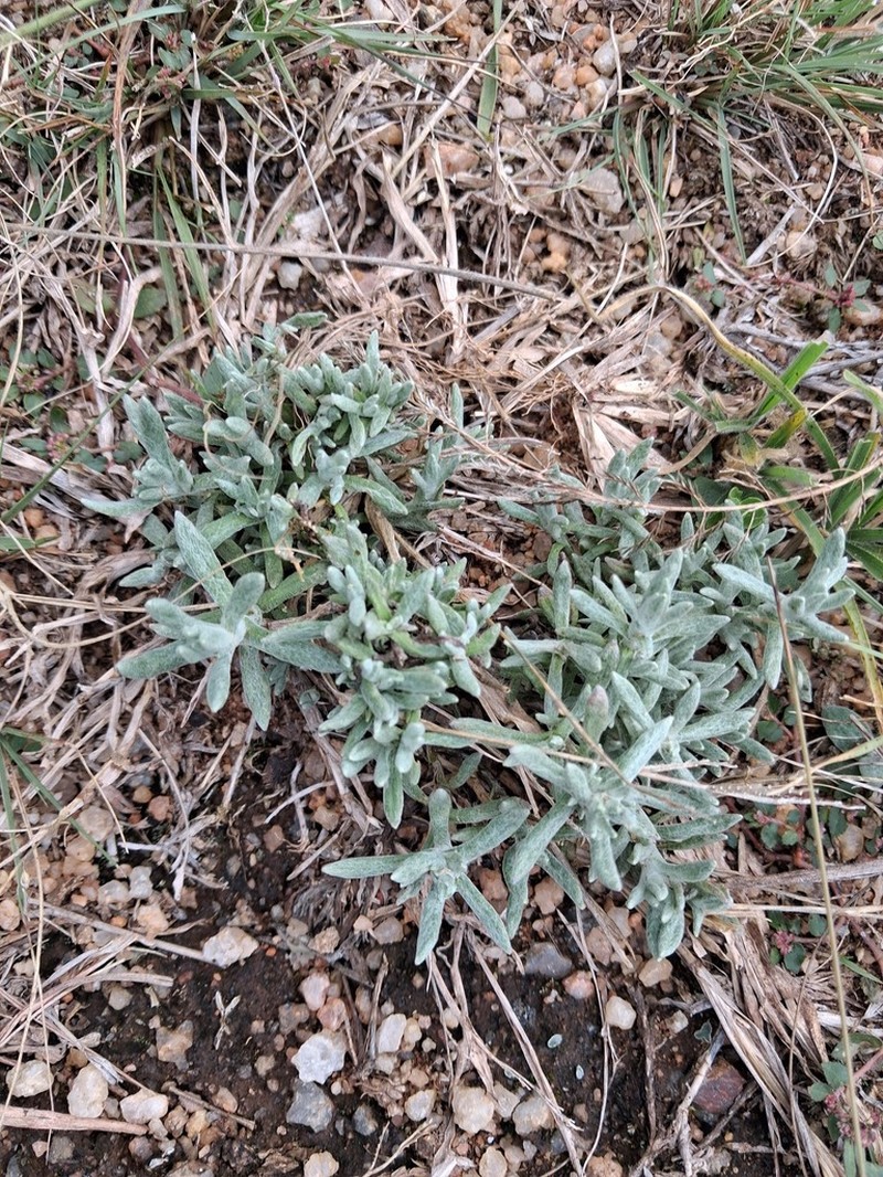 Helichrysum cerastoides photo 8