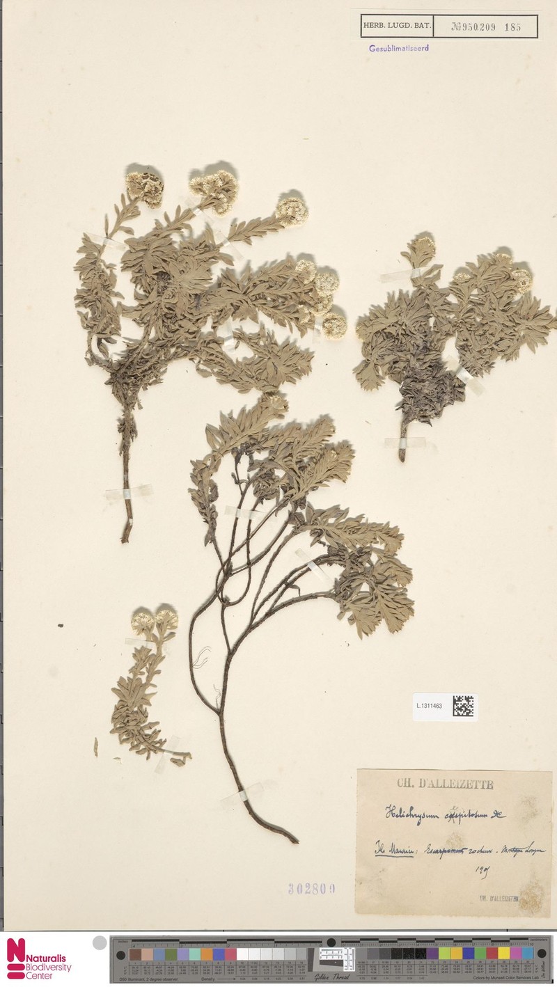 Helichrysum cespitosum