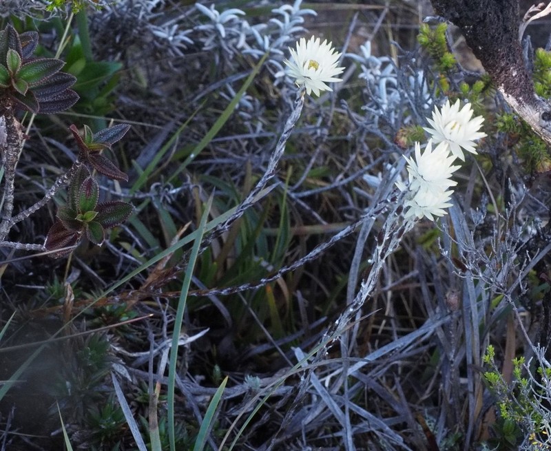 Helichrysum chamaeyucca