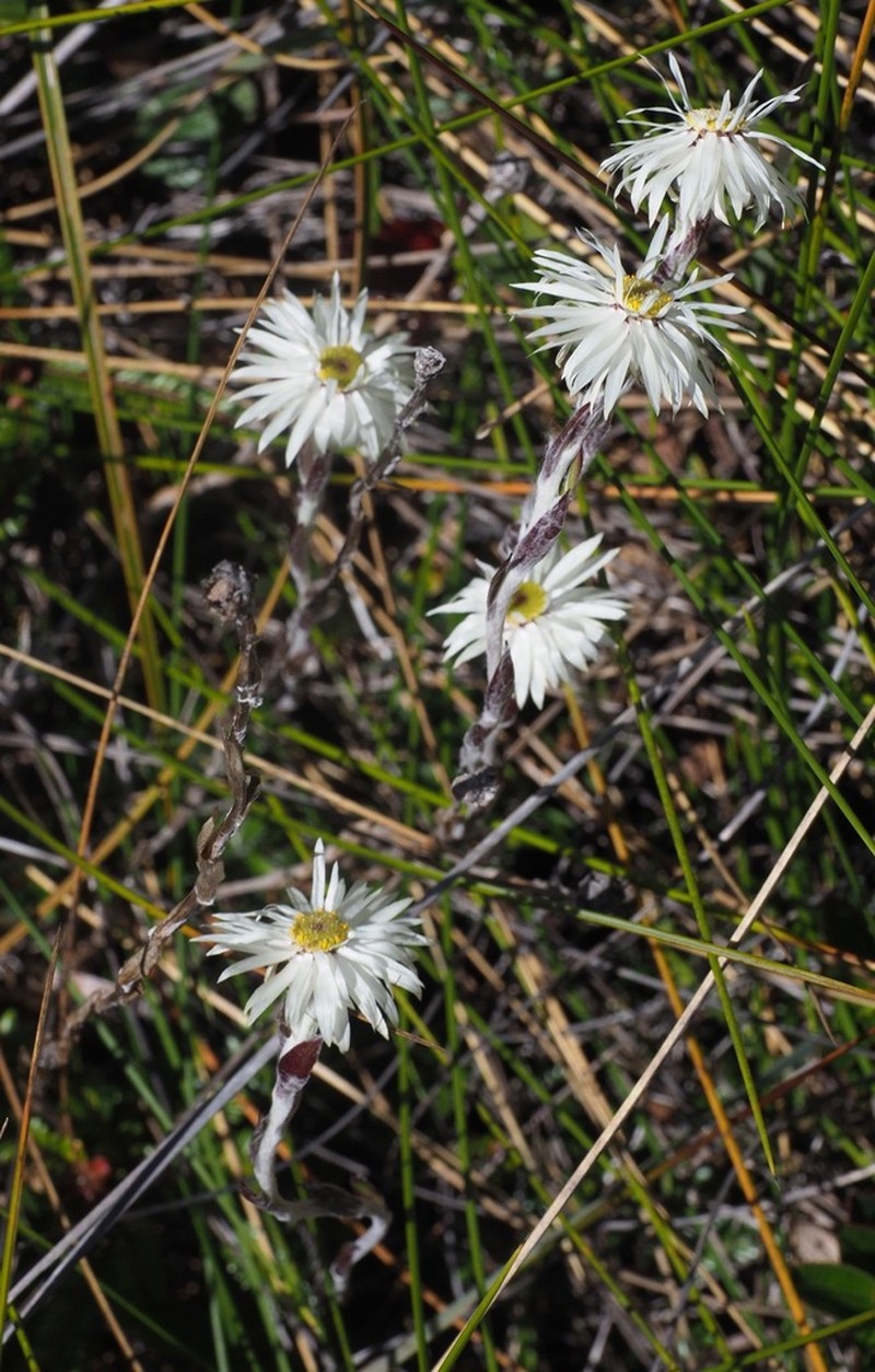 Helichrysum chamaeyucca photo 2