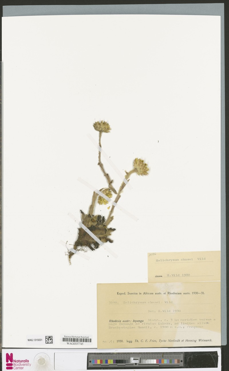 Helichrysum chasei