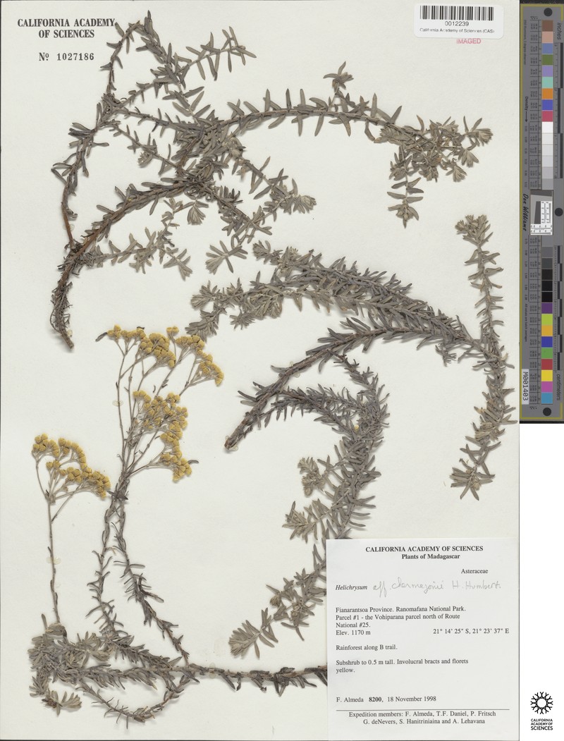 Helichrysum chermezonii
