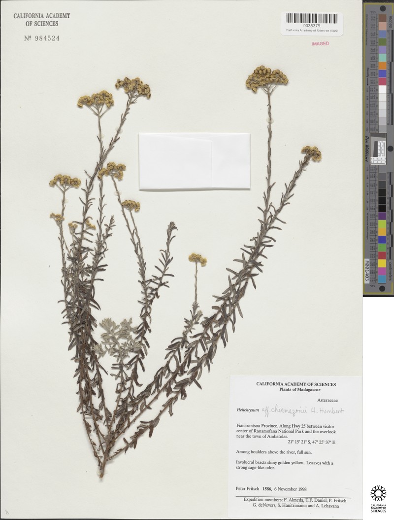 Helichrysum chermezonii photo 2
