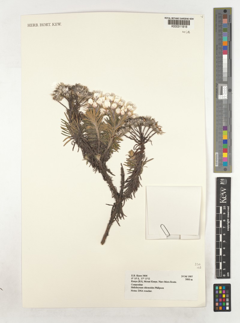Helichrysum chionoides photo 2