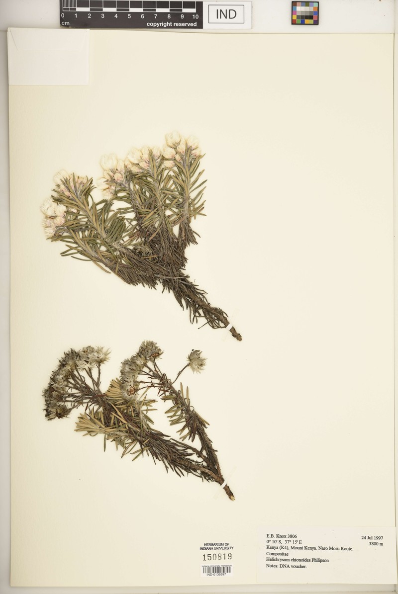 Helichrysum chionoides photo 3