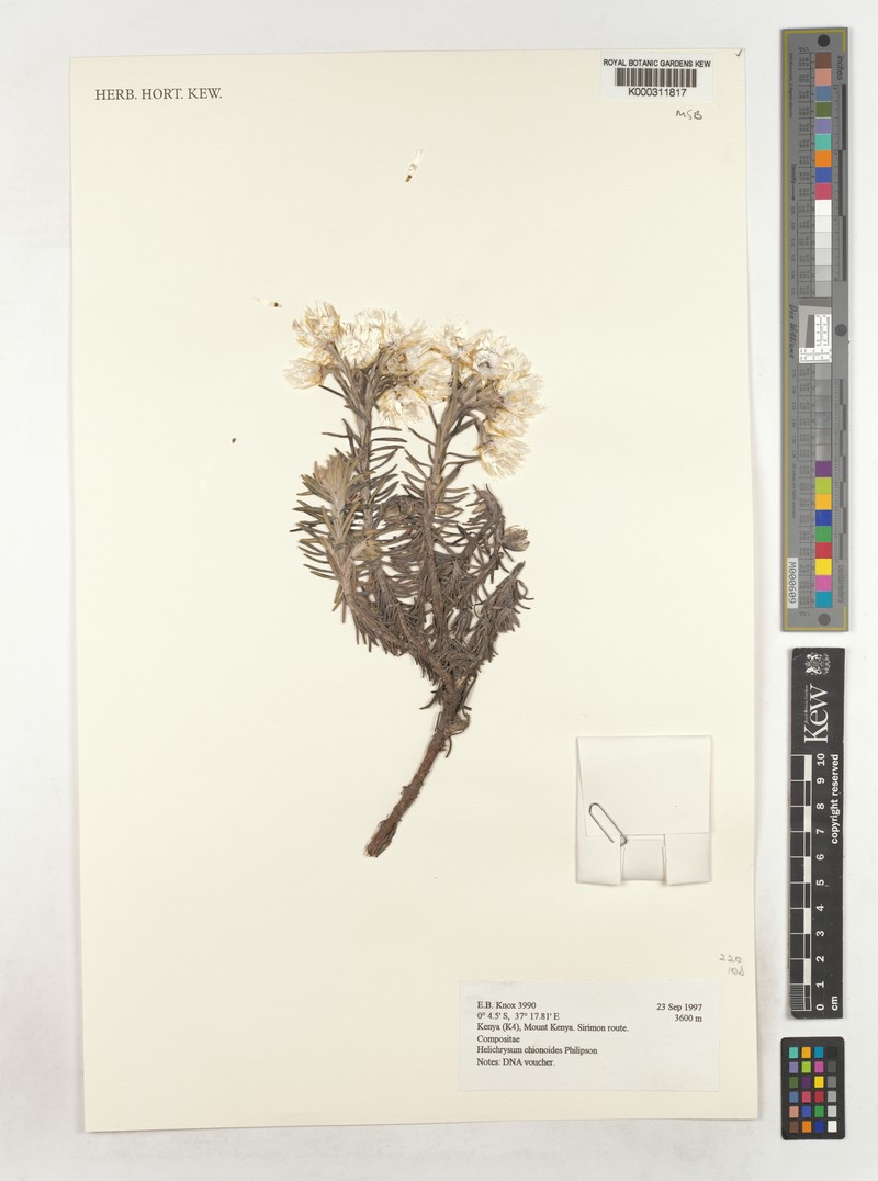 Helichrysum chionoides photo 4