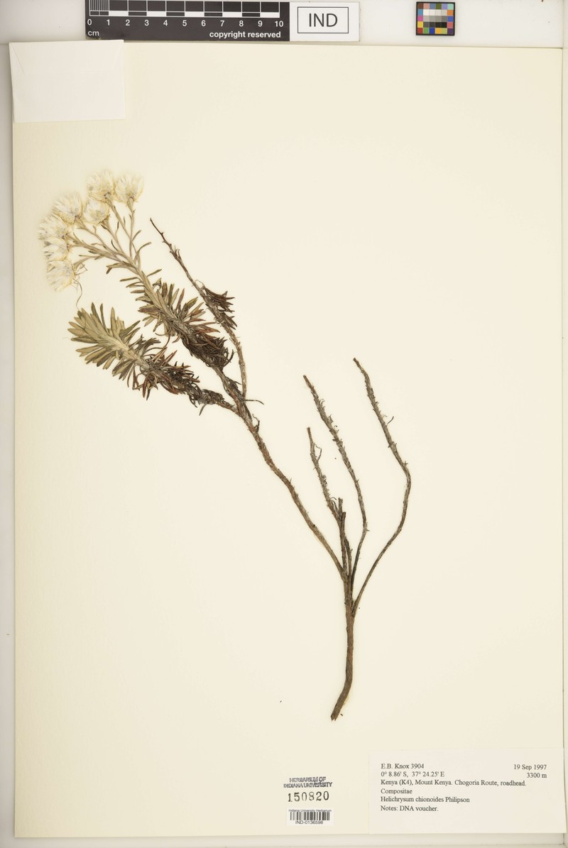 Helichrysum chionoides photo 5