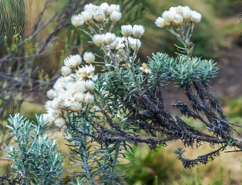 Helichrysum chionoides