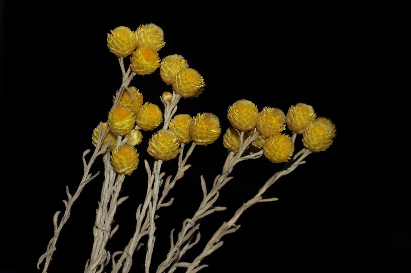 Helichrysum chionophilum