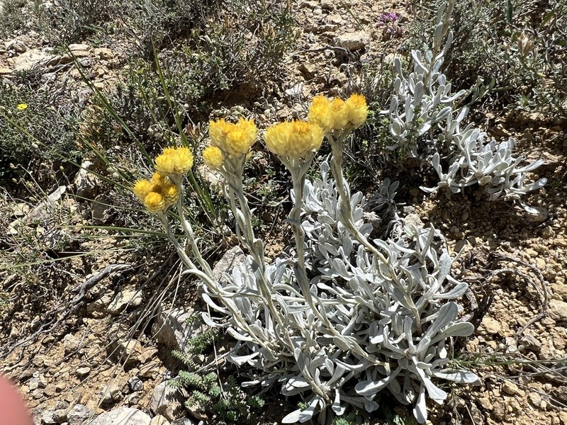 Helichrysum chionophilum photo 2
