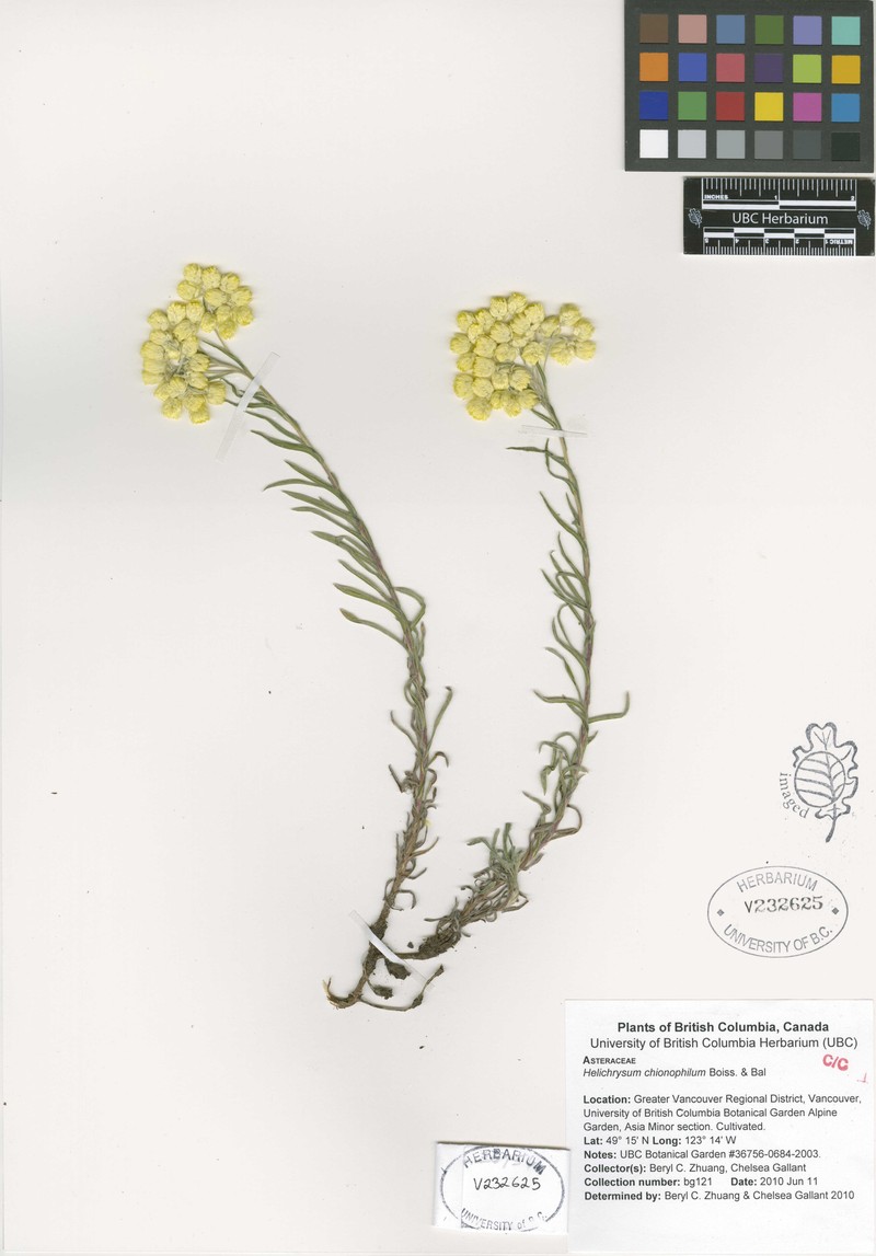 Helichrysum chionophilum photo 3