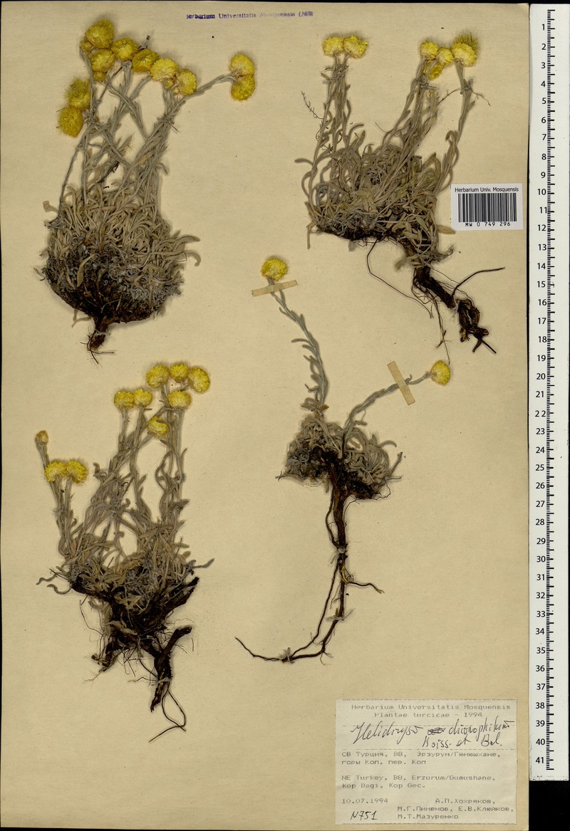 Helichrysum chionophilum photo 4