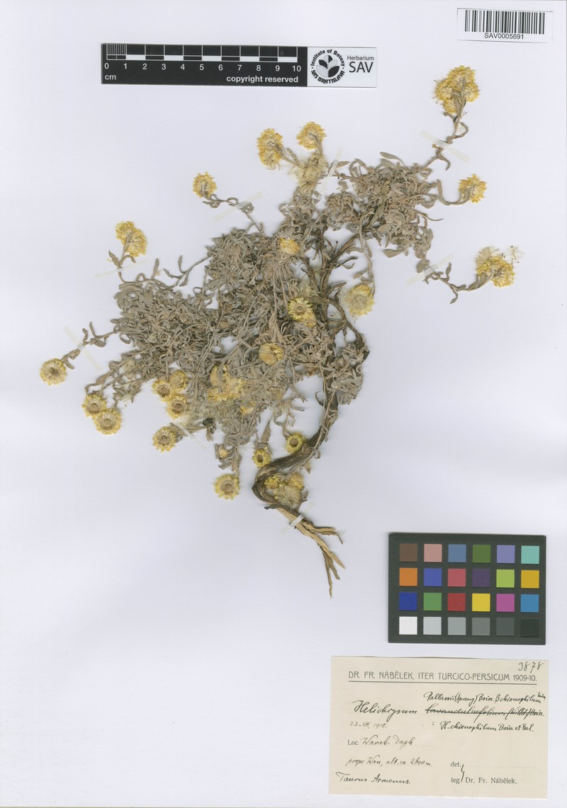 Helichrysum chionophilum photo 5