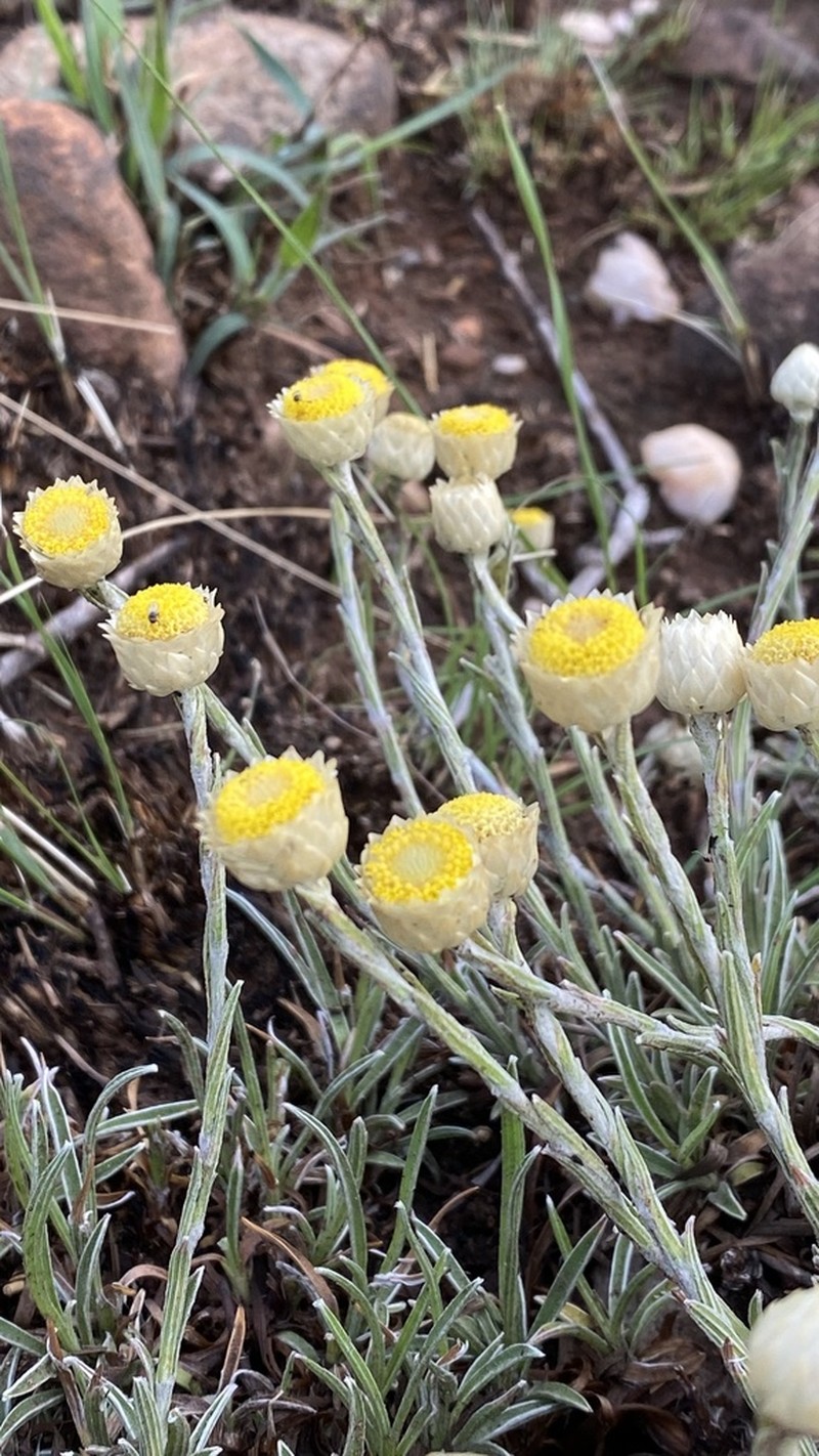 Helichrysum chionosphaerum