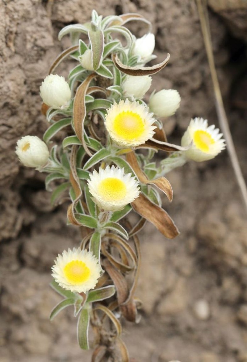 Helichrysum chionosphaerum photo 2