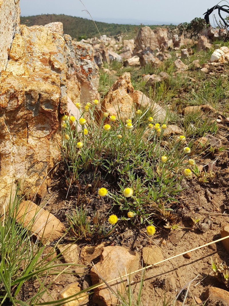 Helichrysum chionosphaerum photo 3