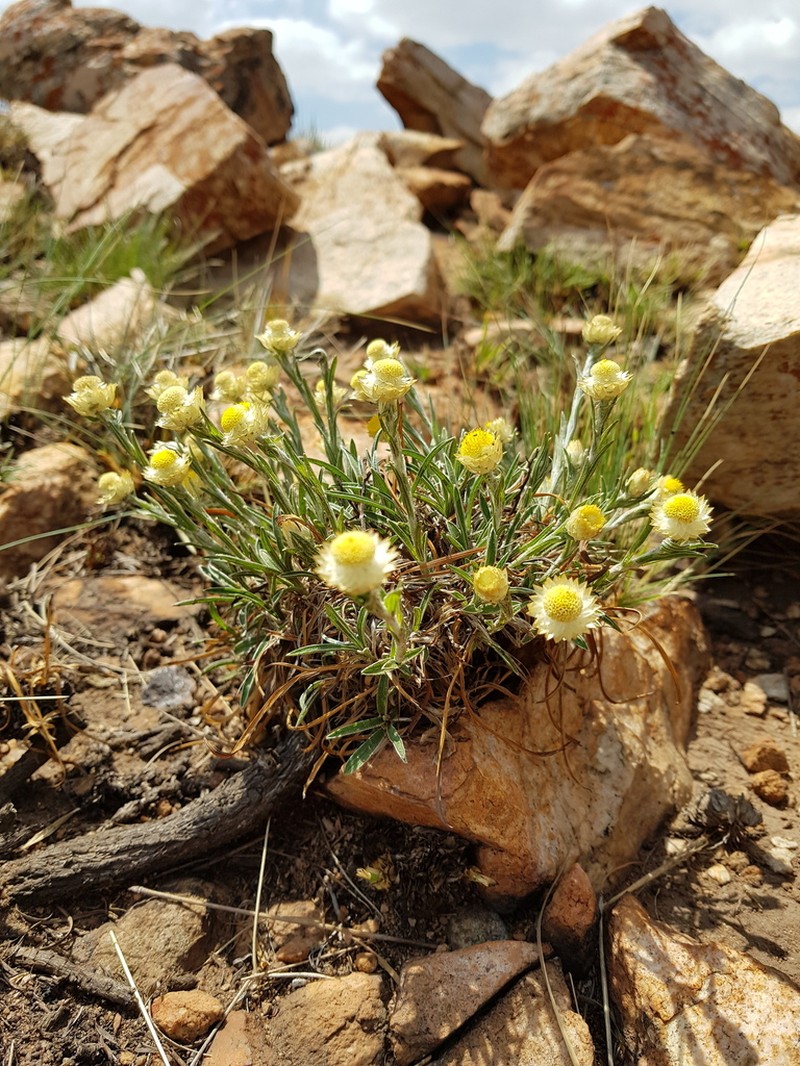Helichrysum chionosphaerum photo 4
