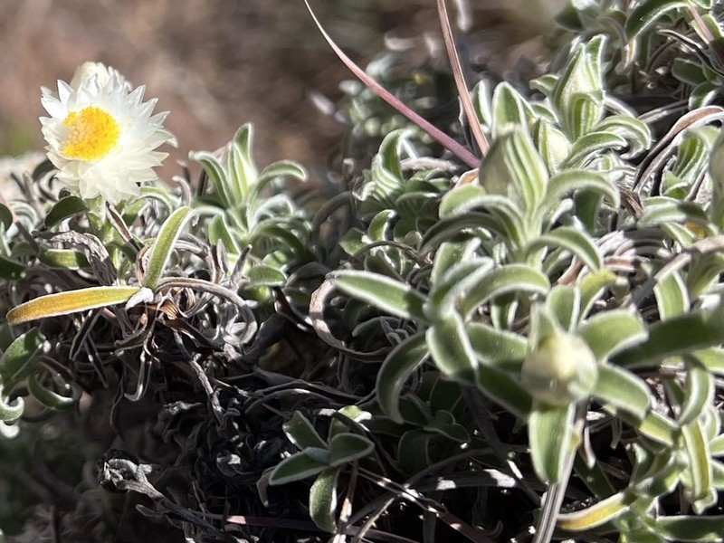 Helichrysum chionosphaerum photo 5