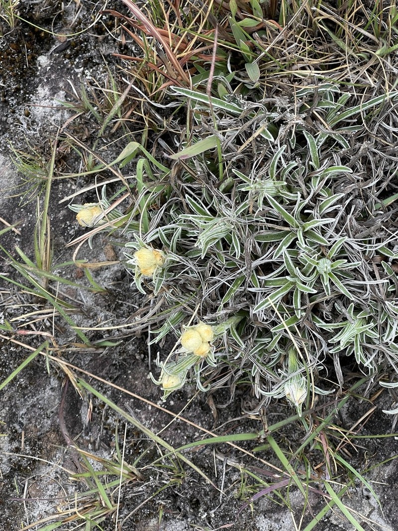 Helichrysum chionosphaerum photo 6