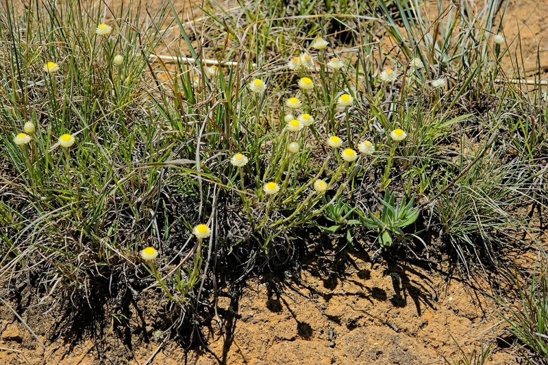 Helichrysum chionosphaerum photo 7