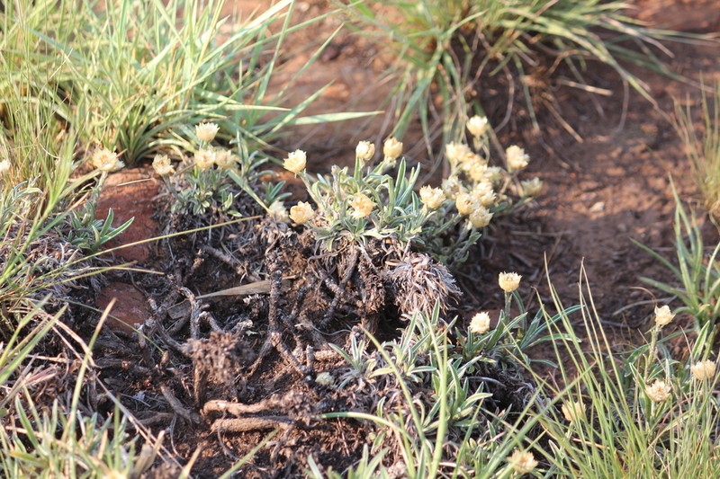 Helichrysum chionosphaerum photo 8