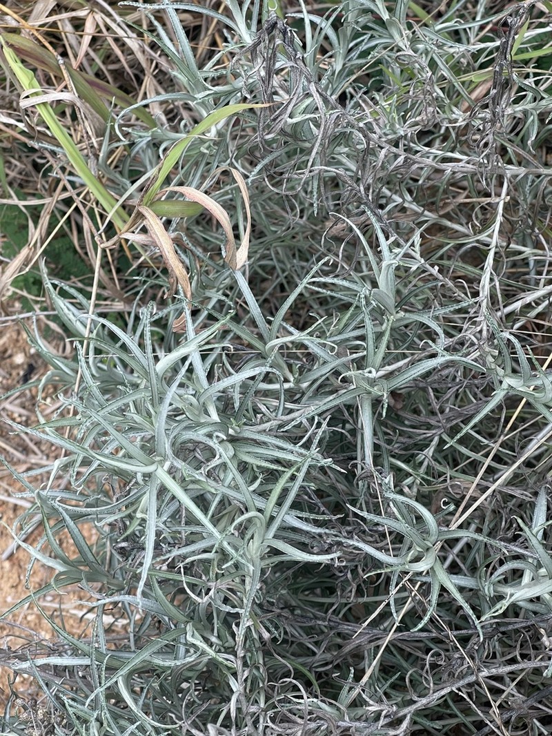 Helichrysum chrysargyrum