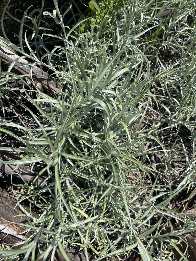 Helichrysum chrysargyrum photo 2