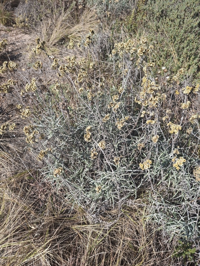 Helichrysum chrysargyrum photo 3