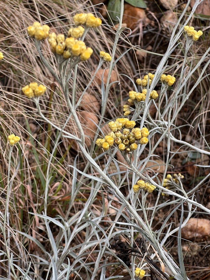 Helichrysum chrysargyrum photo 4