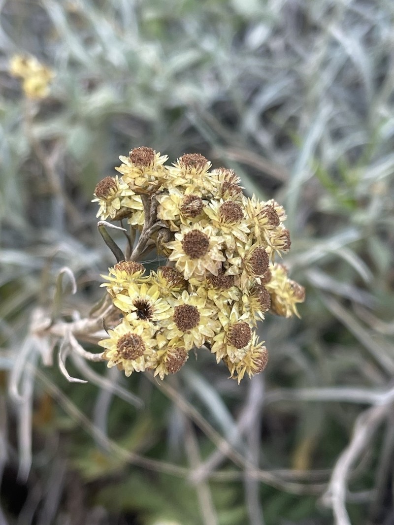 Helichrysum chrysargyrum photo 5