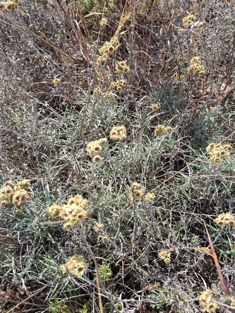 Helichrysum chrysargyrum photo 6