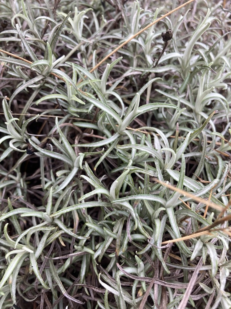 Helichrysum chrysargyrum photo 7