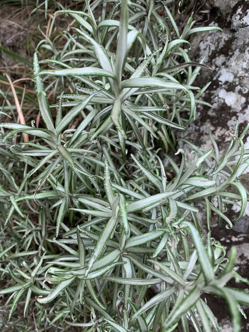 Helichrysum chrysargyrum photo 8