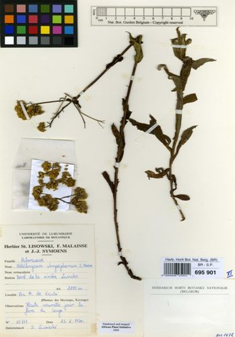 Helichrysum chrysophorum