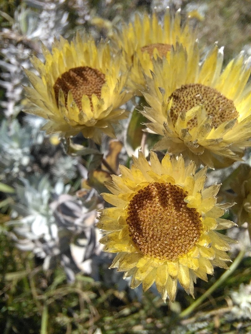 Helichrysum citricephalum